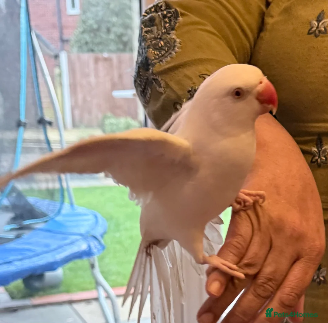 Ringnecks birds for sale: Indian ringnecks parrot for sale  - Advert 10