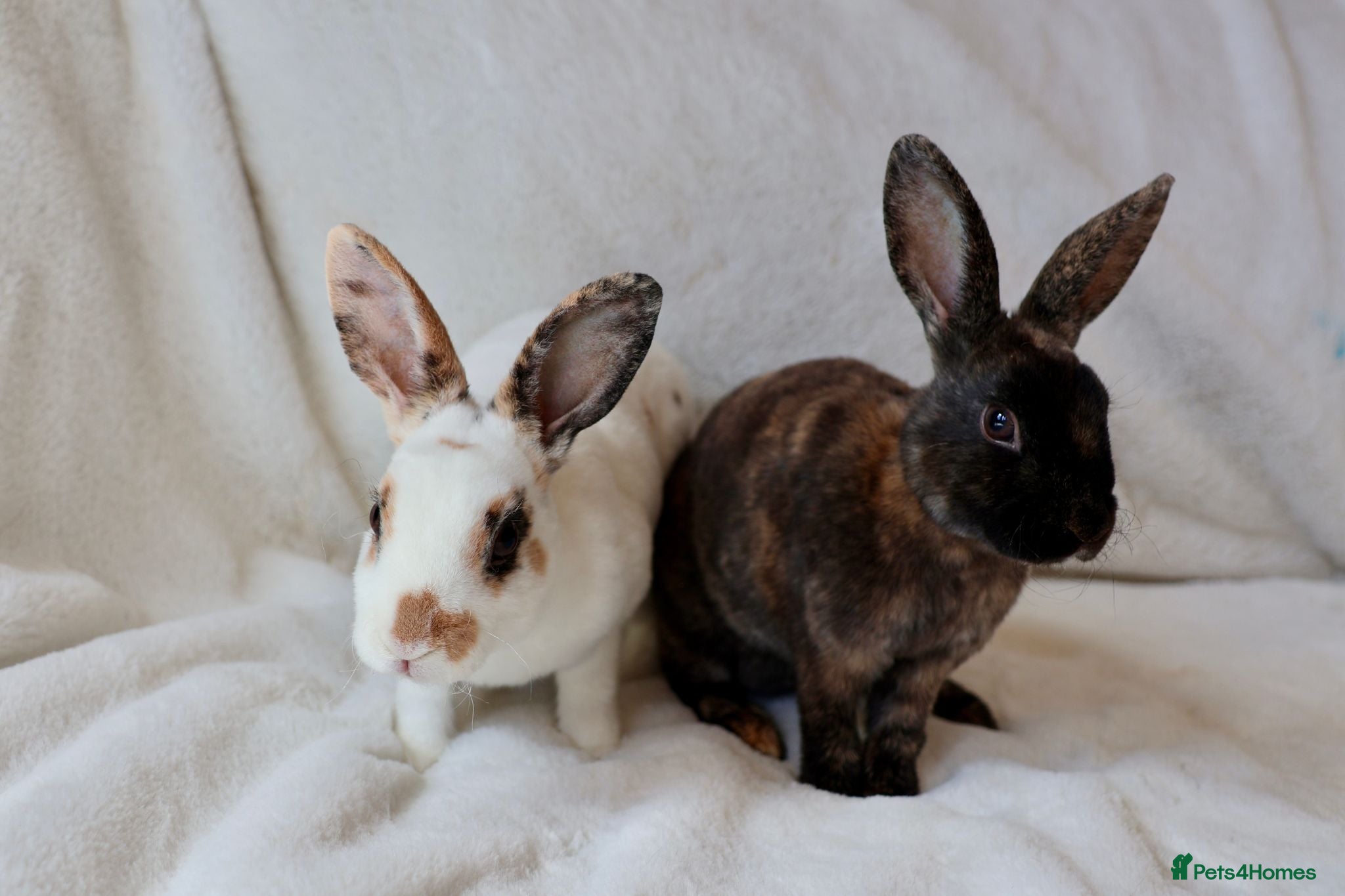 Rex rabbits Gorgeous mini rex boys.  - Advert 1
