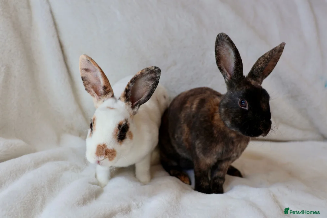 Rex rabbits for sale: Gorgeous mini rex boys.  in Kettering - Advert 1