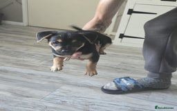 Mixed Breed dogs for sale: Chihuahua x jack Russell puppies 4 boys  - Image 4