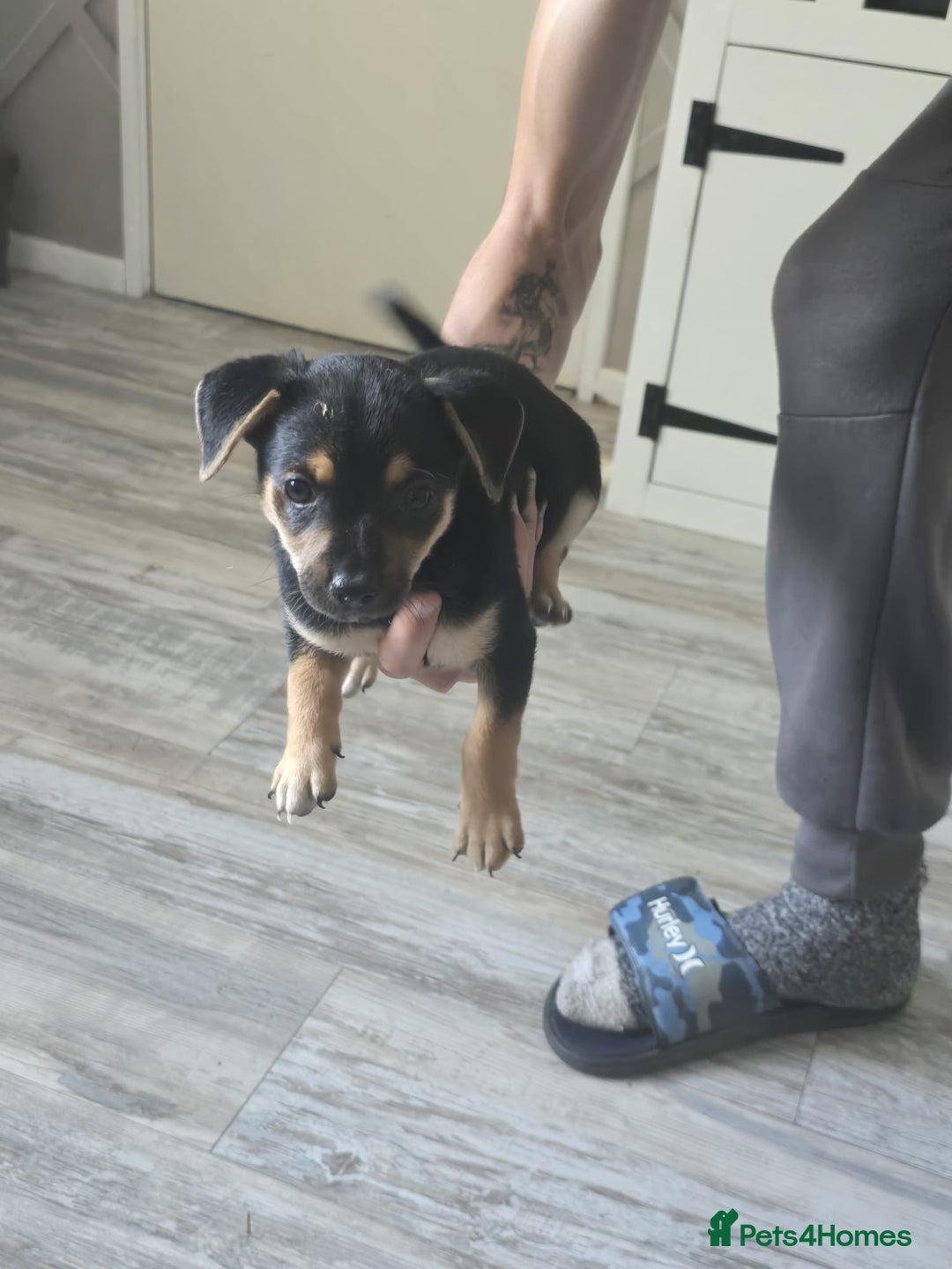 Mixed Breed dogs for sale: Chihuahua x jack Russell puppies 4 boys  - Image 4