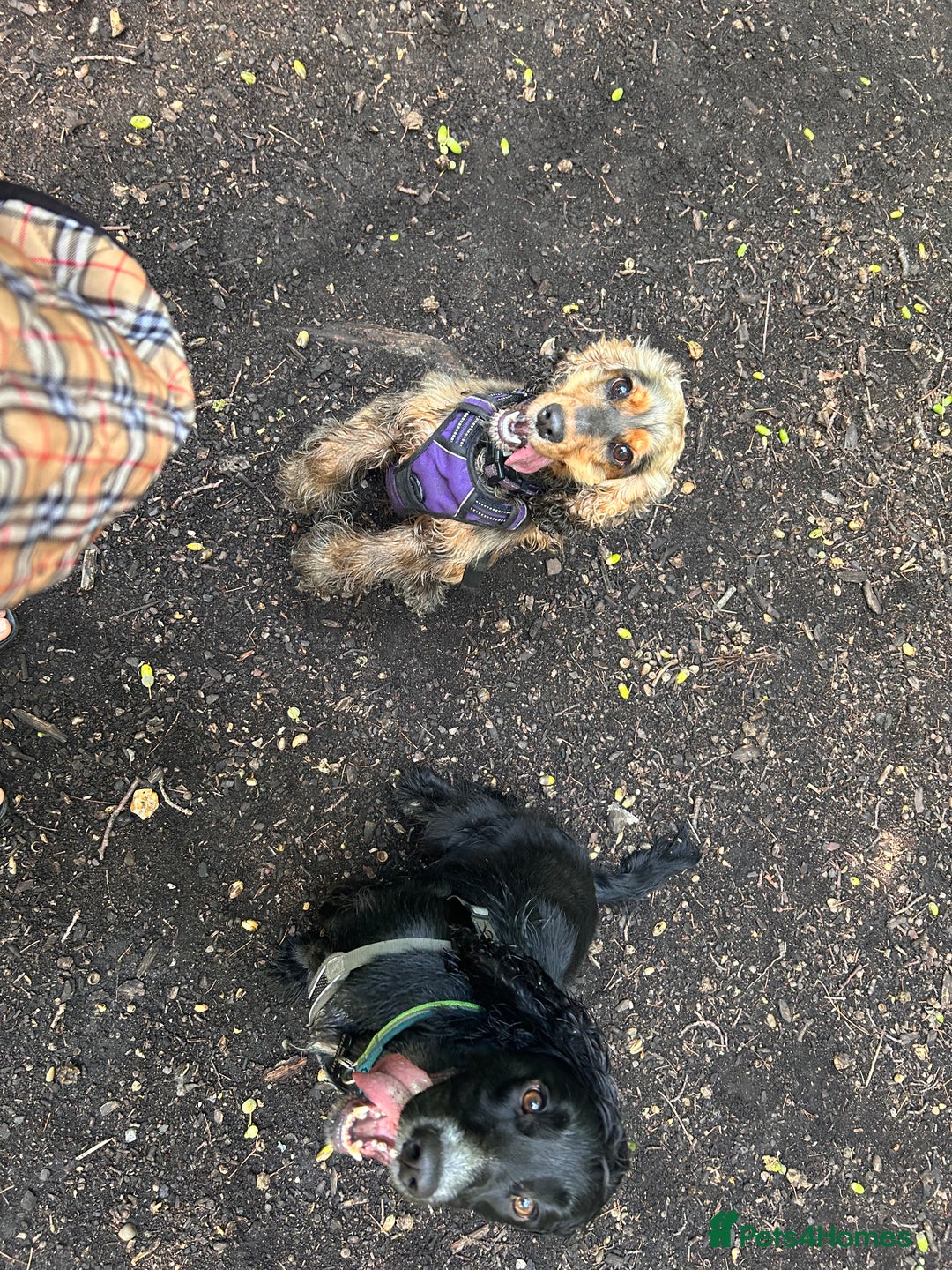 Cocker Spaniel dogs for sale: Ruby, Cocker Spaniel 2,5 years old - Advert 5