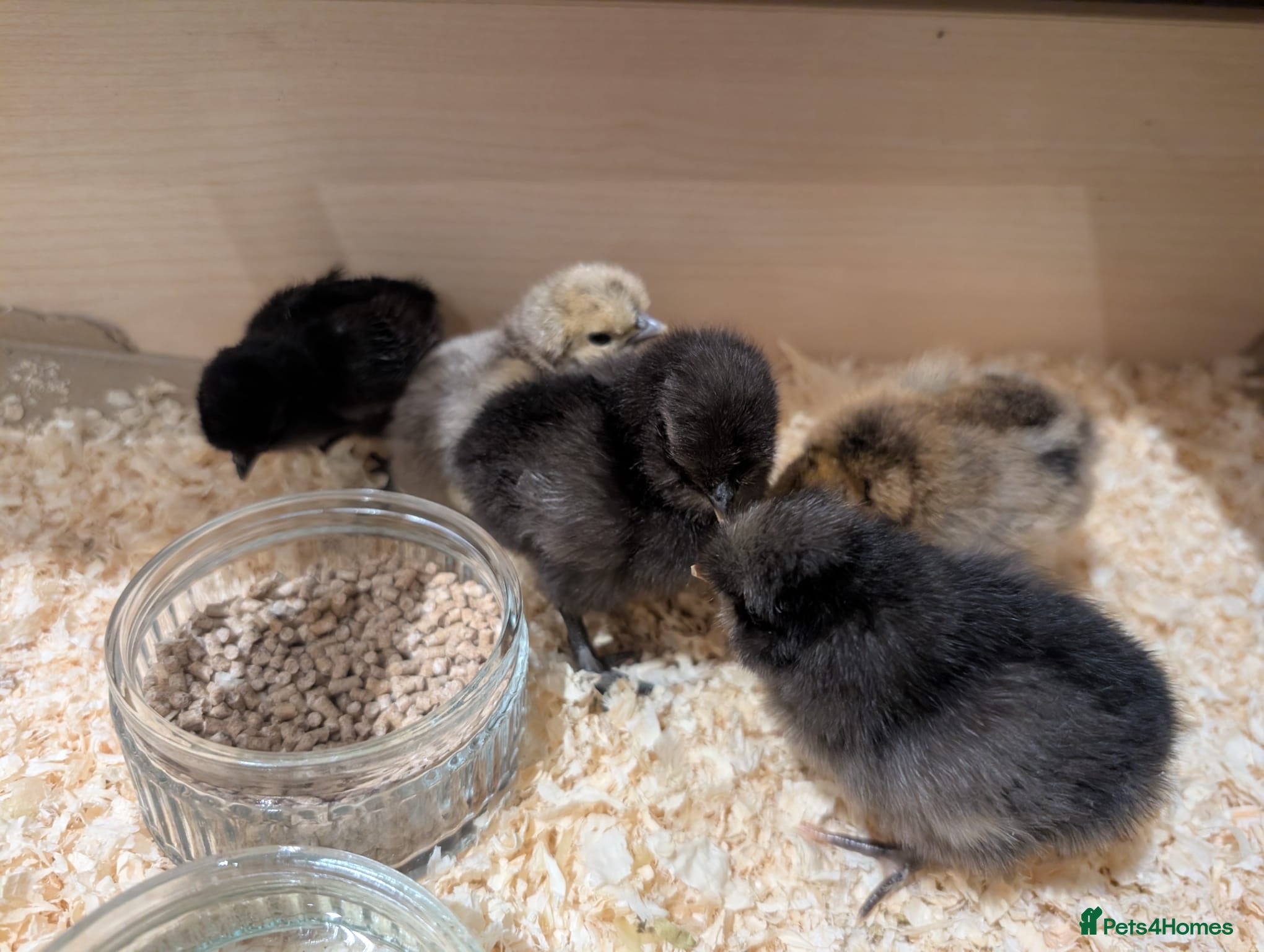 Chickens poultry Silkie chicks  - Advert 1