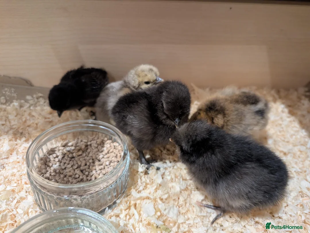 Chickens poultry for sale: Silkie chicks  - Advert 1