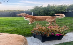 Golden Retriever dogs for sale: Golden Retriever Puppies  - Image 13