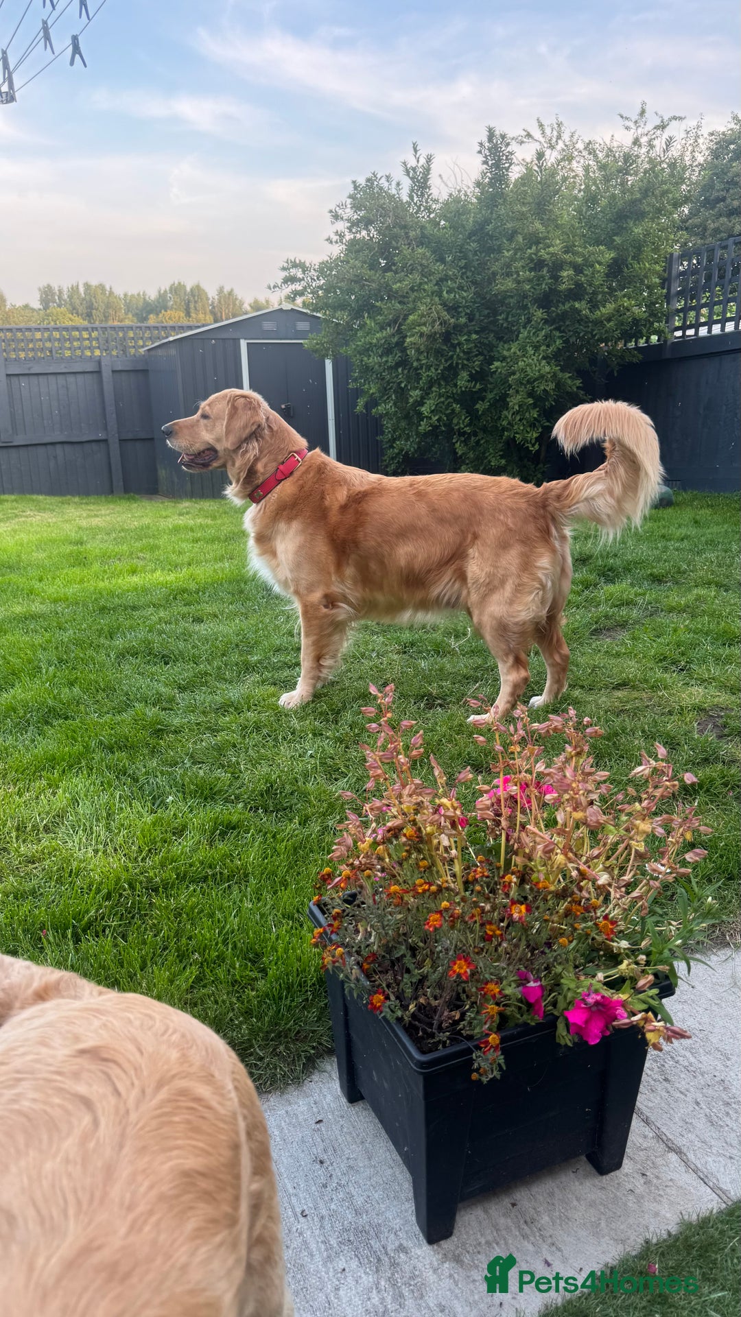 Golden Retriever dogs for sale: Golden Retriever Puppies  - Image 13