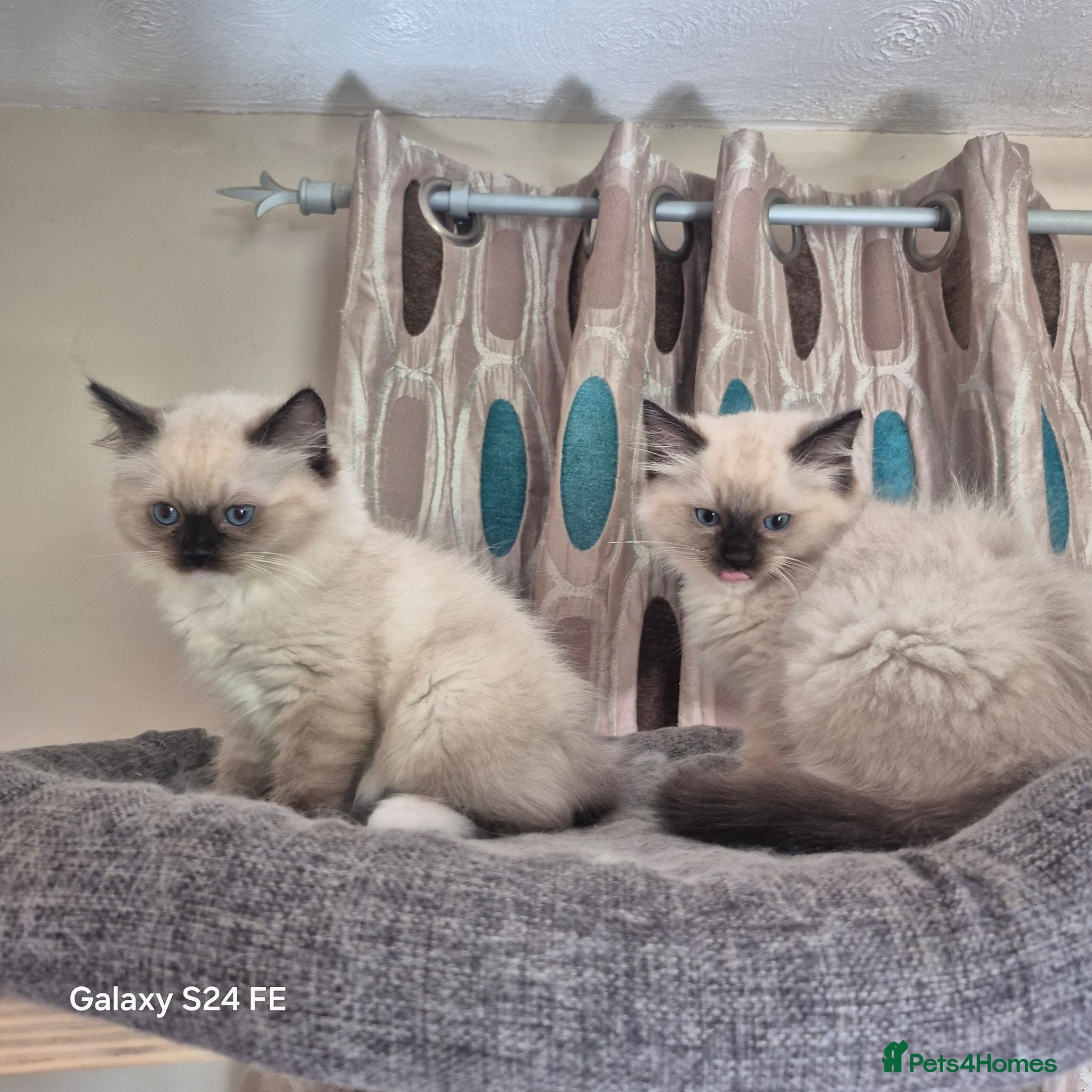 Ragdoll cats GCCF Reg. Ragdoll kittens, Champion lines - Advert 1