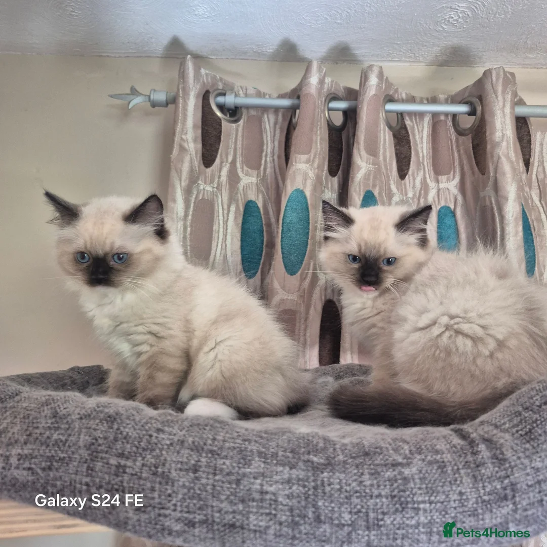 Ragdoll cats for sale: GCCF Reg. Ragdoll kittens, Champion lines - Advert 1