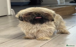 Shih Tzu dogs for sale: Shih tzu karashishi puppy  - Image 5
