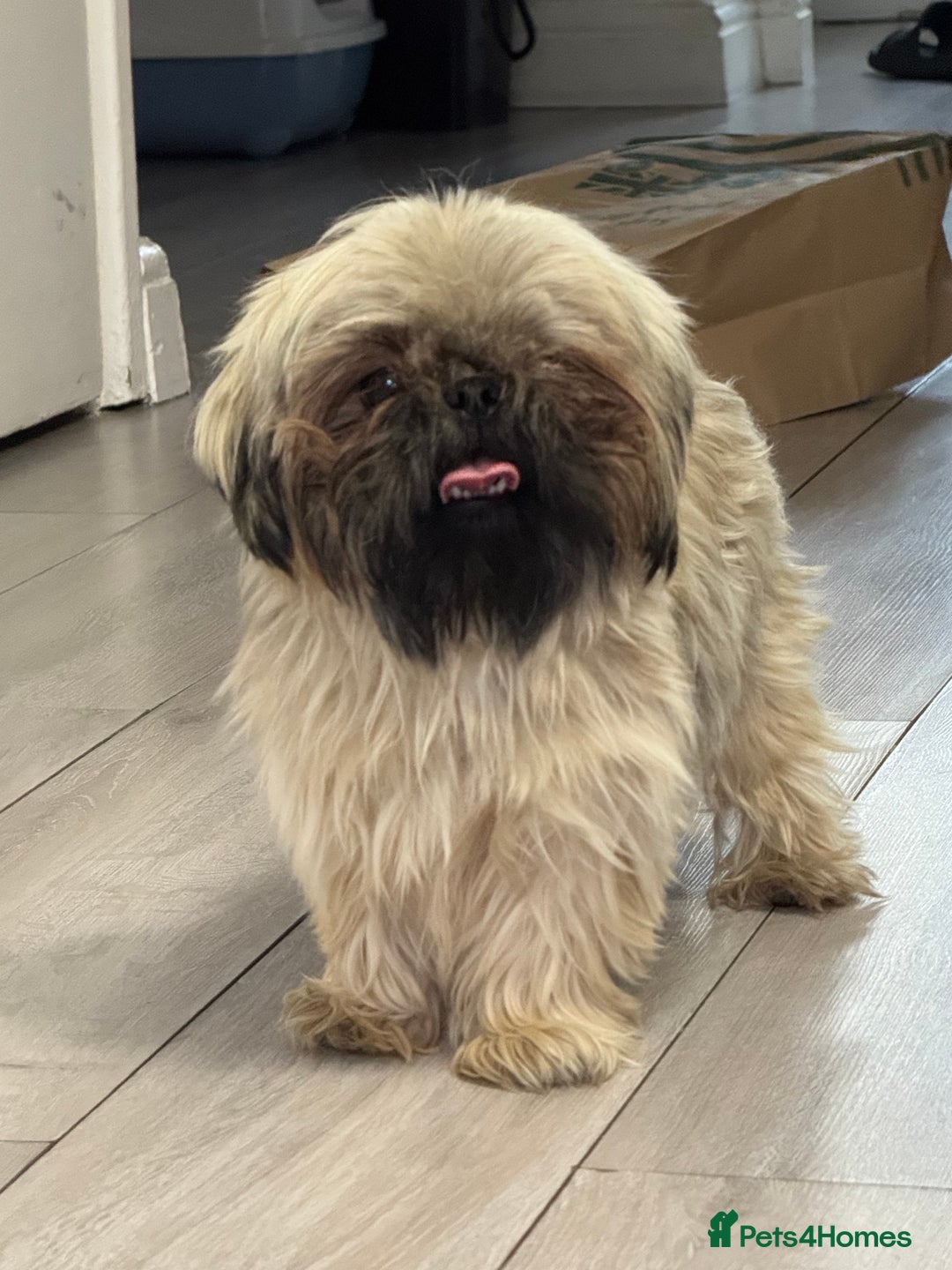 Shih Tzu dogs for sale: Shih tzu karashishi puppy  - Image 5