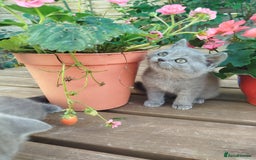 British Shorthair cats for sale: Beautiful kittens  - Image 14