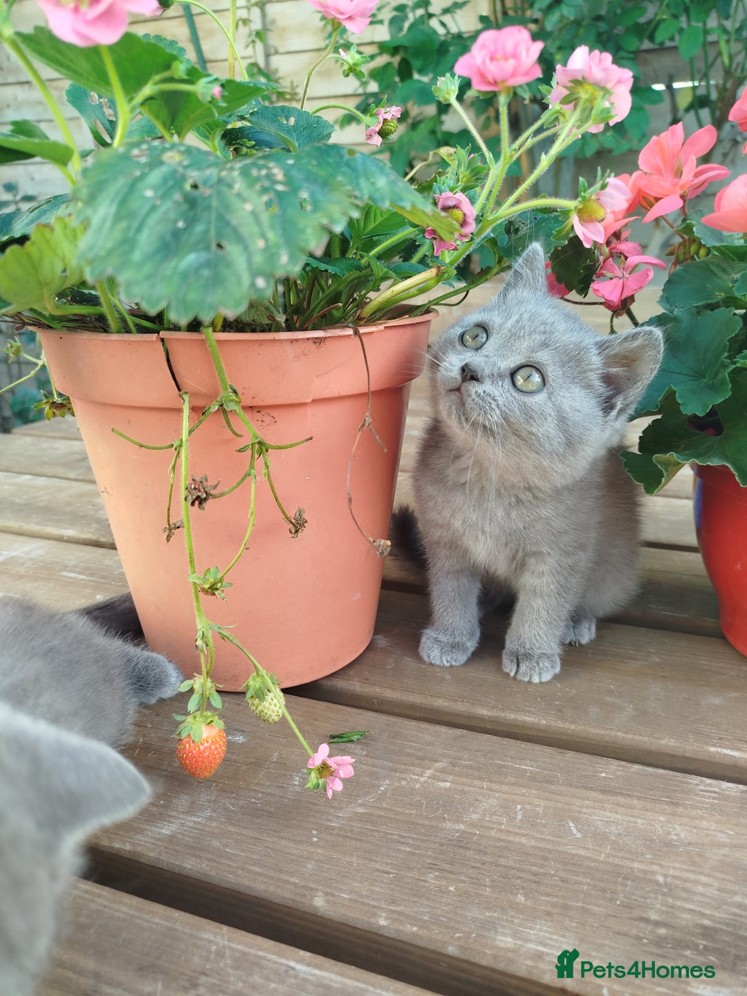 British Shorthair cats for sale: Beautiful kittens  - Image 14