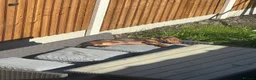 Dachshund dogs for sale: Dachshund  in Mansfield - Advert 4