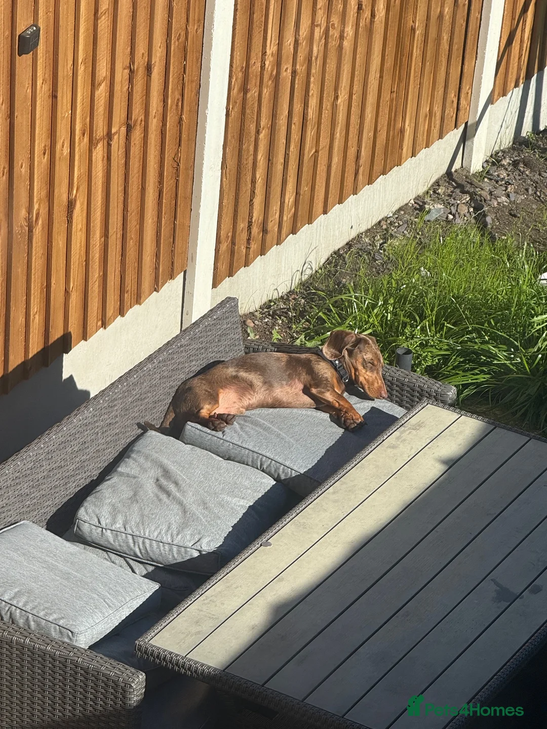 Dachshund dogs for sale: Dachshund  in Mansfield - Advert 4
