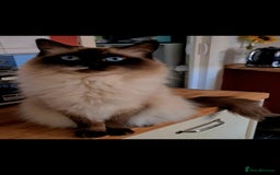 Ragdoll cats for sale: Ready now hcm clear ragdoll litter. X6 - Image 16