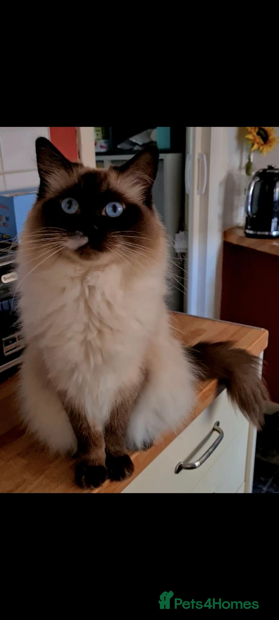 Ragdoll cats for sale: Ready now hcm clear ragdoll litter. X6 - Image 16