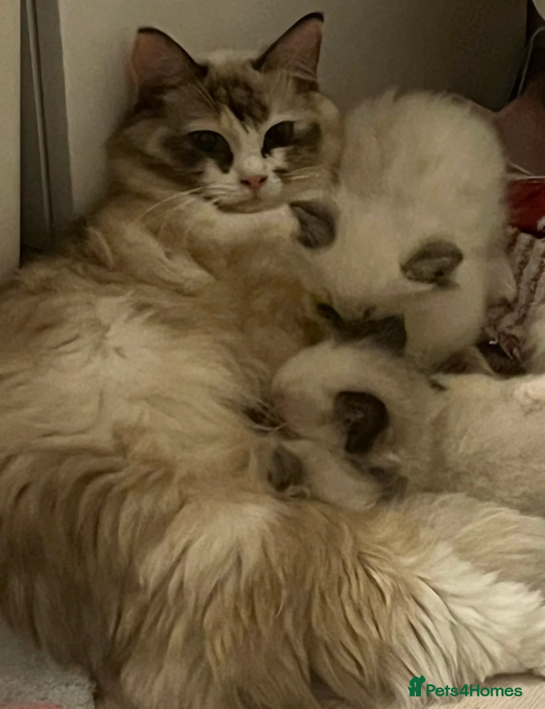 Ragdoll cats for sale: Blue mitted female ragdoll kitten  - Advert 8