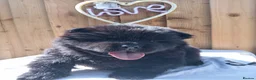 Chow Chow dogs for sale: 🐻❤️ Last chow chow boy left❤️🐻  - Advert 14