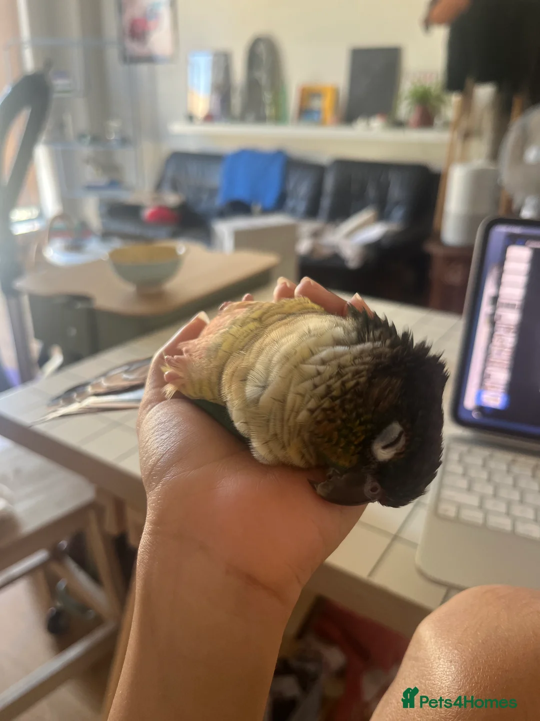 Parakeets birds for sale: Sweet, clingy green cheek conure - Advert 2