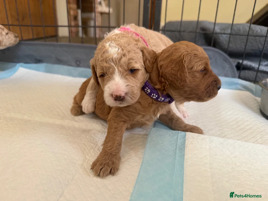 Mixed Breed dogs for sale: 🐾 Australian Double Doodle Puppies Expected 🐾 - Advert 1