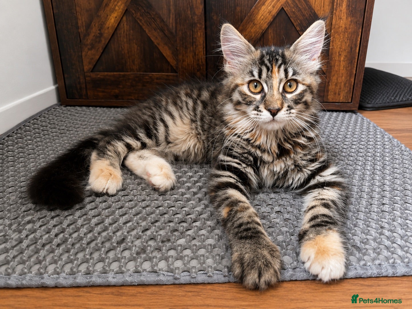 Maine Coon cats  Super Affectionate Maine Coon 🦁 Loves Cuddles - Advert 15