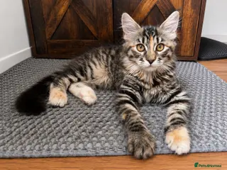 Maine Coon cats Super Affectionate Maine Coon 🦁 Loves Cuddles - Advert 1