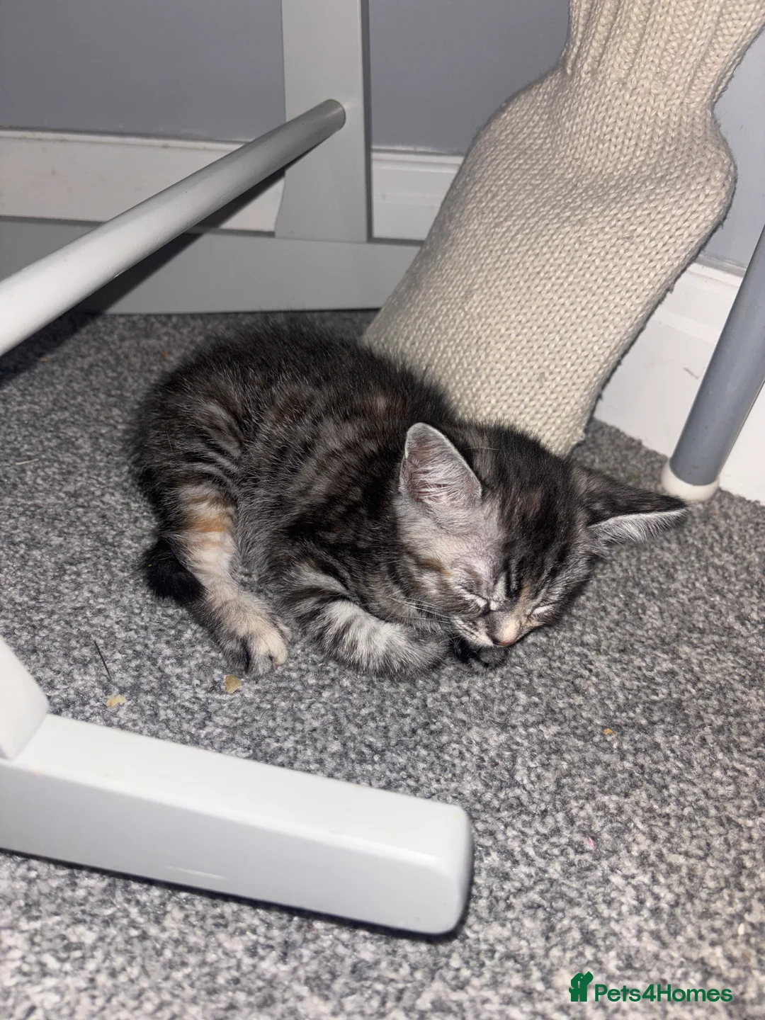 Mixed Breed cats for sale: 4 beautiful kittens  in Loughborough - Advert 2