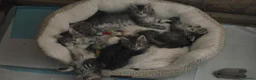 Maine Coon cats for sale: 3 beautiful maincoon kittens  - Advert 21