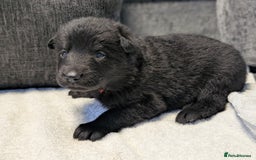 German Shepherd dogs for sale: Gorgeous Black German Shepherd Puppies. - Image 12