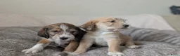 Mixed Breed dogs for sale: Beagle cross shih tzu  in Buckley - Advert 12