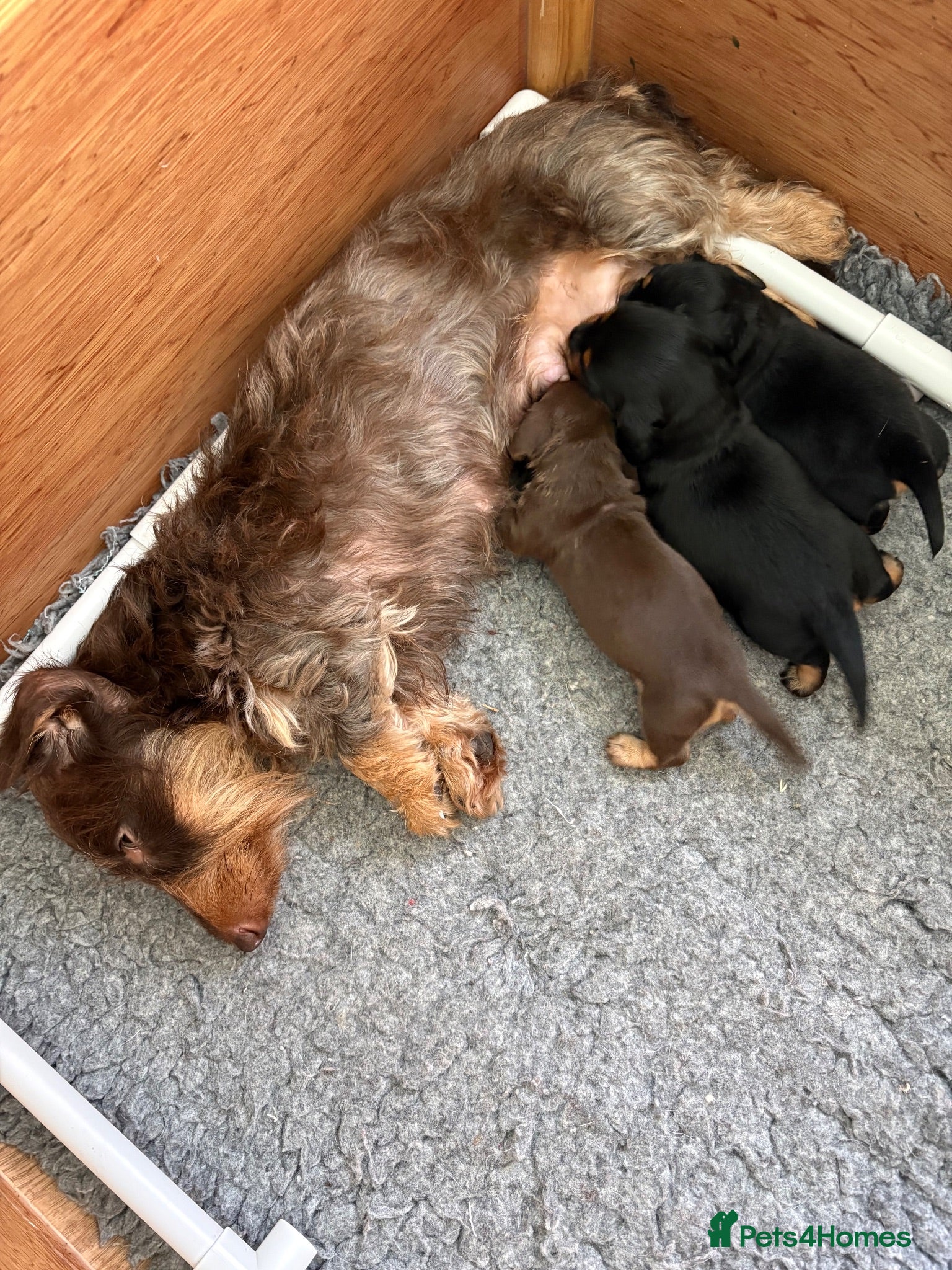 Miniature Dachshund dogs Stunning Miniature Silky Wire Haired Dachshunds  - Advert 3