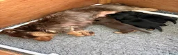 Miniature Dachshund dogs for sale: Stunning Miniature Silky Wire Haired Dachshunds  in Torquay - Advert 1