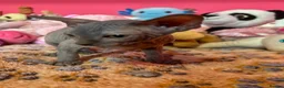 Sphynx cats for sale: Beautiful Sphynx Kittens – Ready 5th October - Advert 21