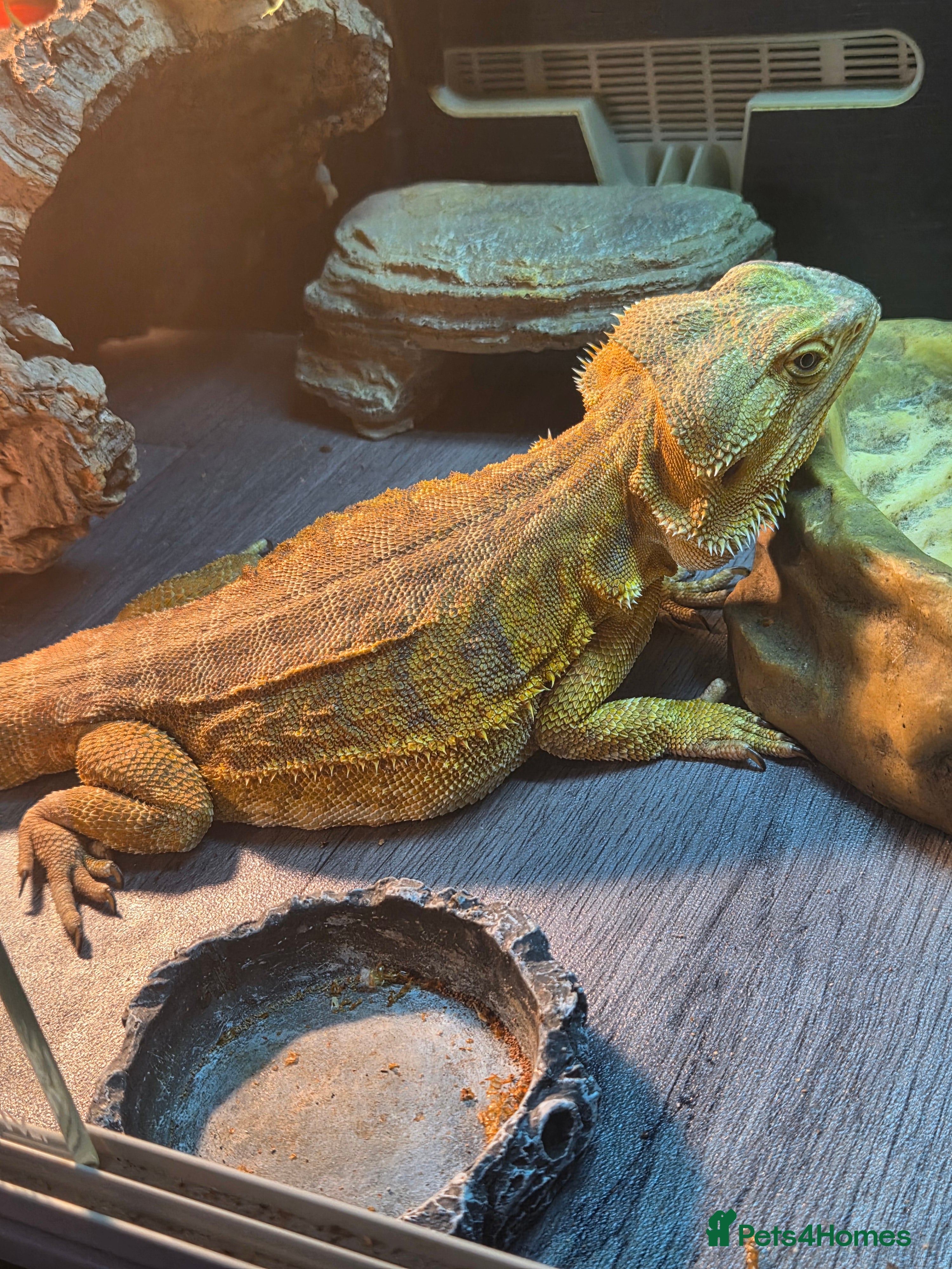Bearded Dragon reptiles 3 year old female leather back - Advert 2