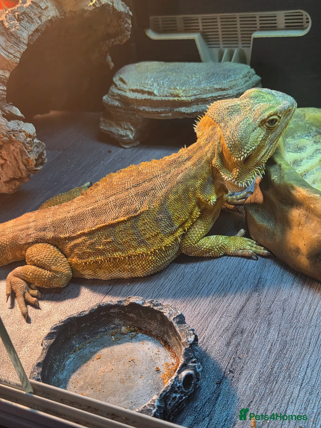 Bearded Dragon reptiles for sale: 3 year old female leather back - Advert 1