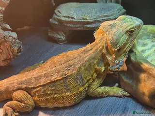 Bearded Dragon reptiles 3 year old female leather back - Advert 2