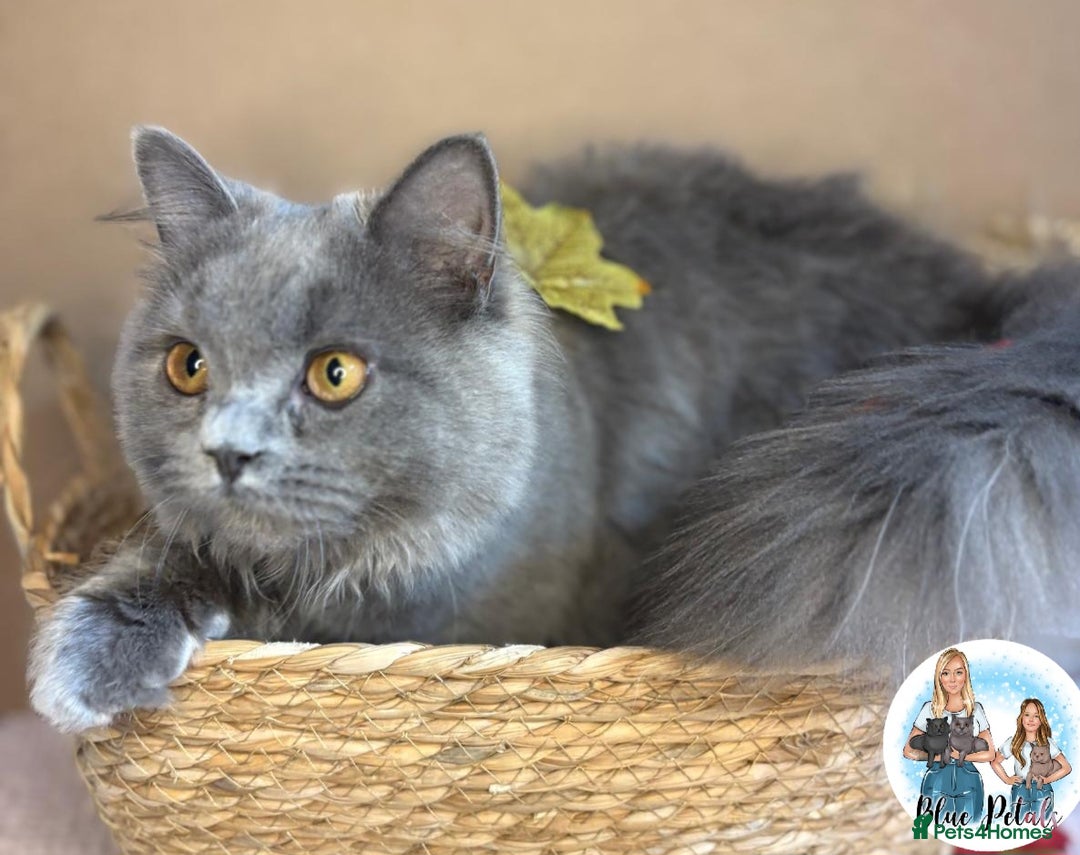 British Longhair cats for sale: British longhair girl reduced to help find home - Image 11