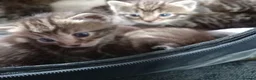 Mixed Breed cats for sale: 5 little kittens looking for forever homes!! in Penzance - Advert 2