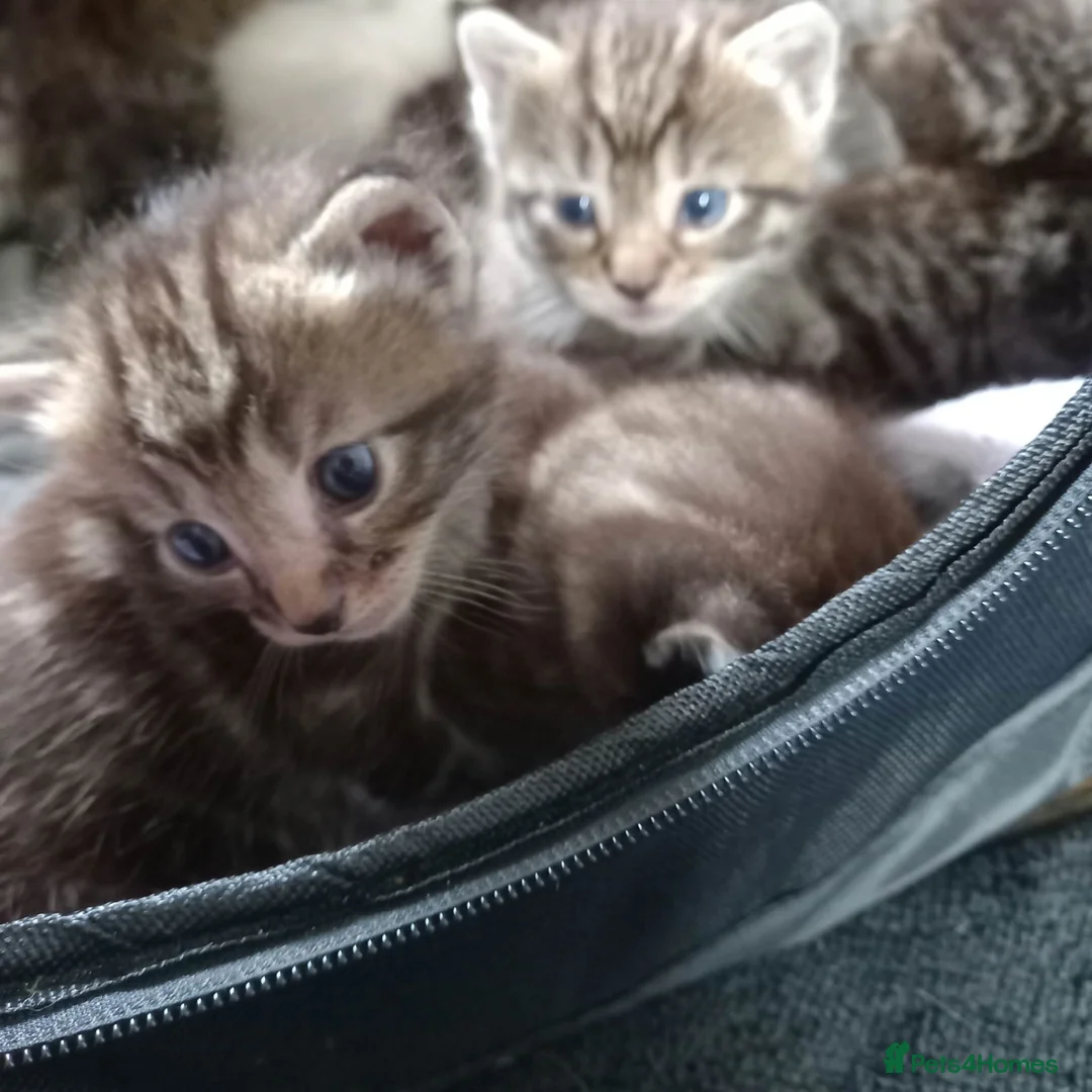 Mixed Breed cats for sale: 5 little kittens looking for forever homes!! in Penzance - Advert 2