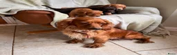 Cocker Spaniel dogs for sale: Beautiful Cocker Spaniel Puppies (working type)  - Advert 7