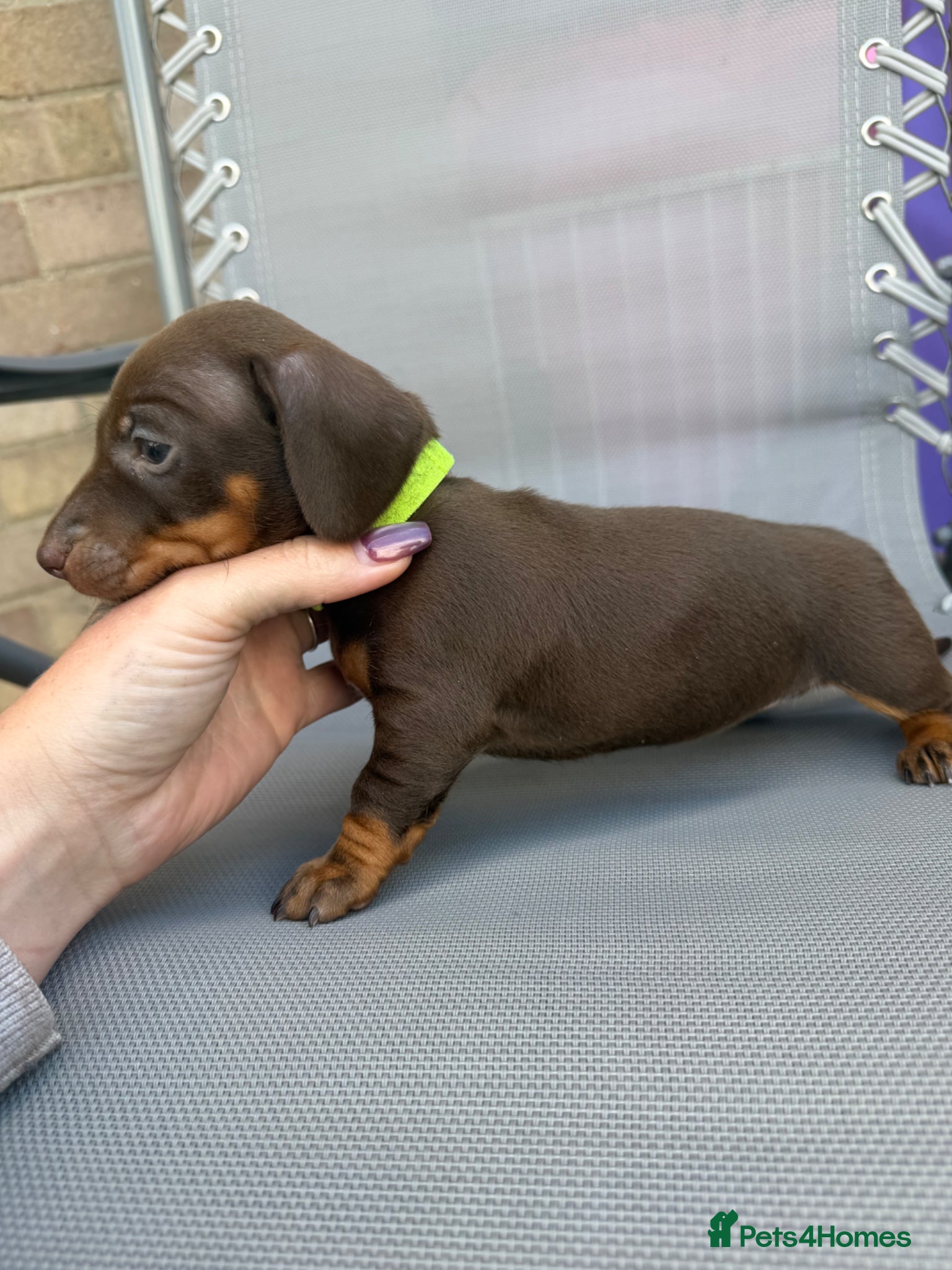 Miniature Dachshund dogs BEAUTIFUL MINI DACHSHUNDS  - Advert 17