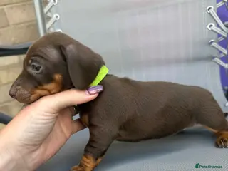 Miniature Dachshund dogs BEAUTIFUL MINI DACHSHUNDS - Advert 9