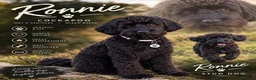 Cockapoo dogs for stud: 🐾 RONNIE – MINIATURE COCKAPOO STUD 🐾 🖤 in Abertillery - Advert 1