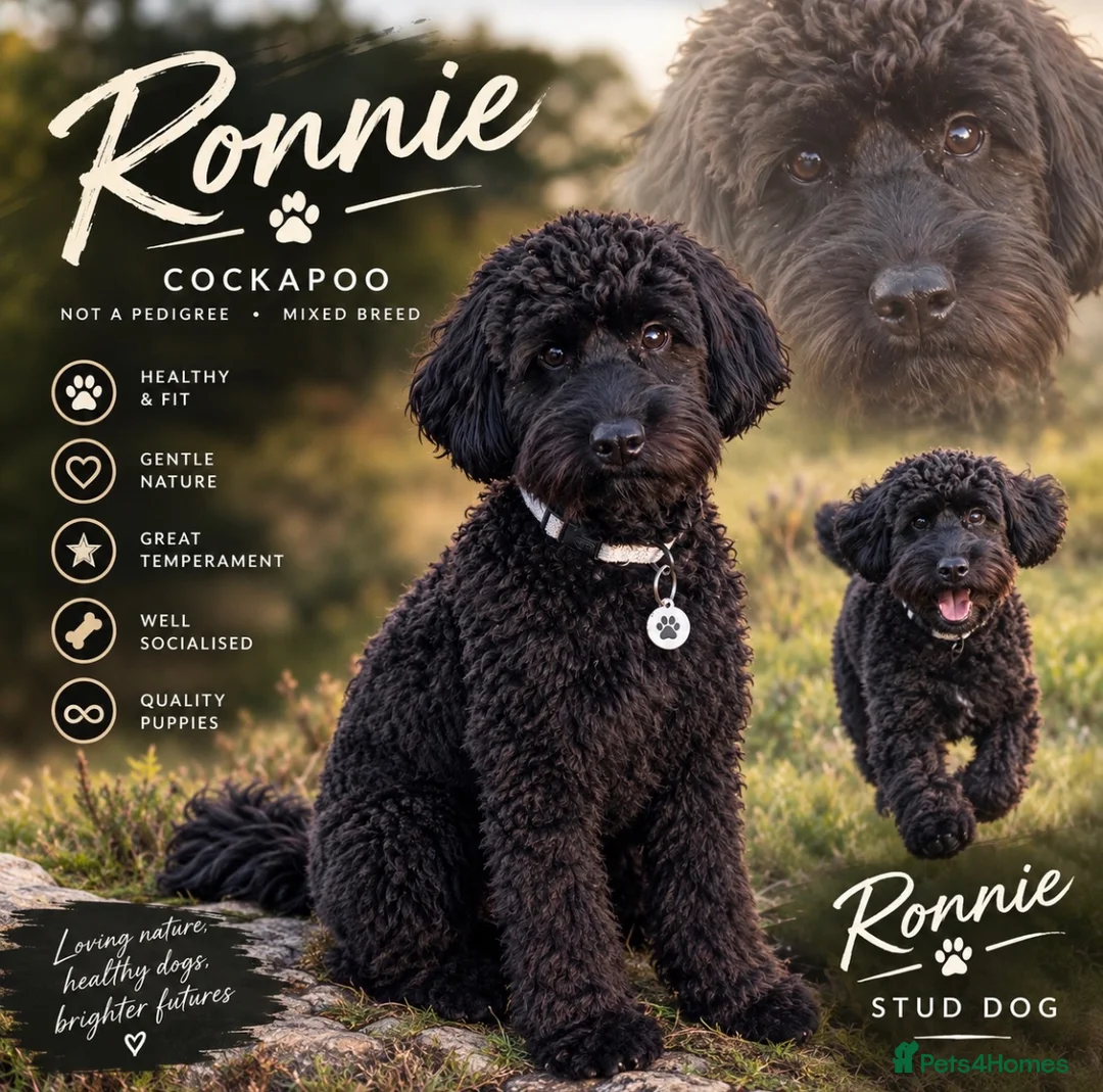 Cockapoo dogs for stud: 🐾 RONNIE – MINIATURE COCKAPOO STUD 🐾 🖤 in Abertillery - Advert 1