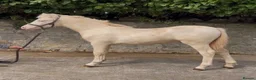 Welsh Section A horses for sale: Aladdin - A Flashy little show type  - Advert 3