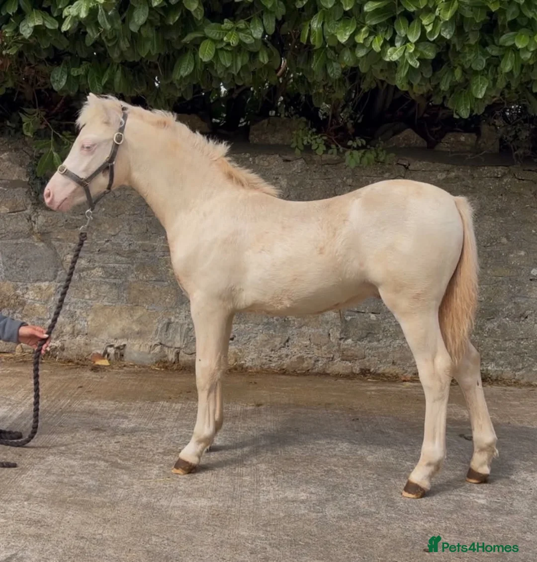 Welsh Section A horses for sale: Aladdin - A Flashy little show type  - Advert 3