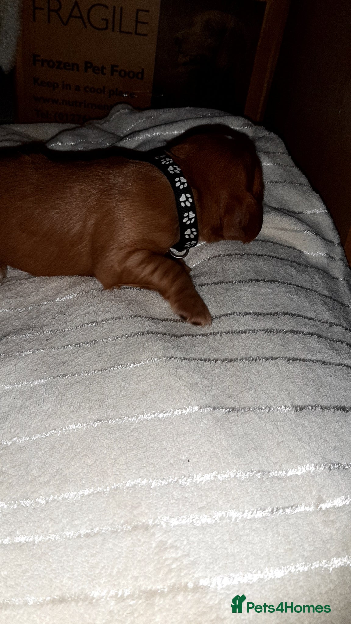 Cocker Spaniel dogs KC registered Working Cocker Spaniel pups - Advert 2