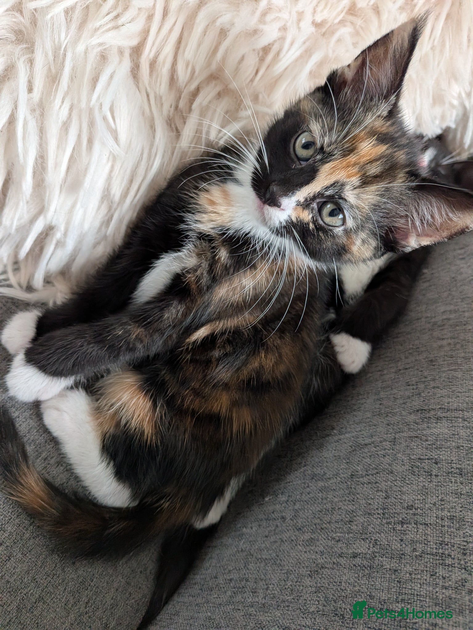 Mixed Breed cats Tortie kitten available  - Advert 13