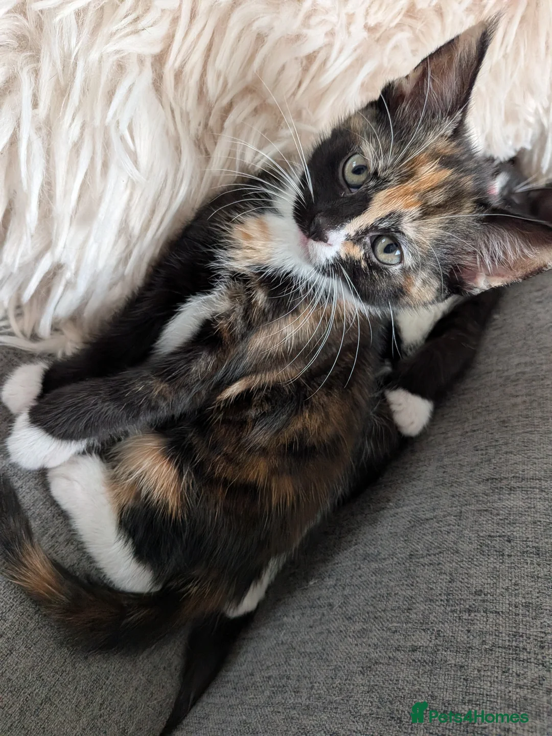 Mixed Breed cats for sale: Tortie kitten available  - Advert 1