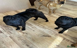 Shar Pei dogs for sale: Youxia Shar pei - Image 4